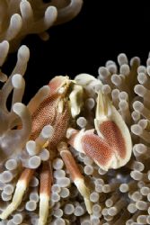 I had seen several porcelain crabs already, but none as b... by Erika Antoniazzo 